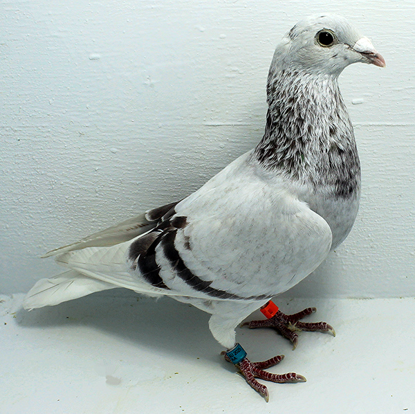 Band: AU 41493 AA 2025